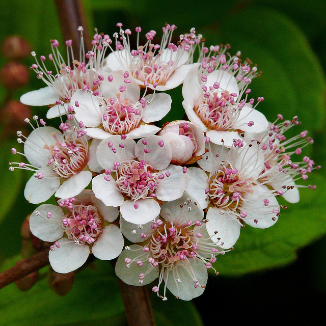 Spiraea henryi