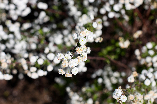 Spirée à feuilles pruineuse (Spiraea prunifolia)