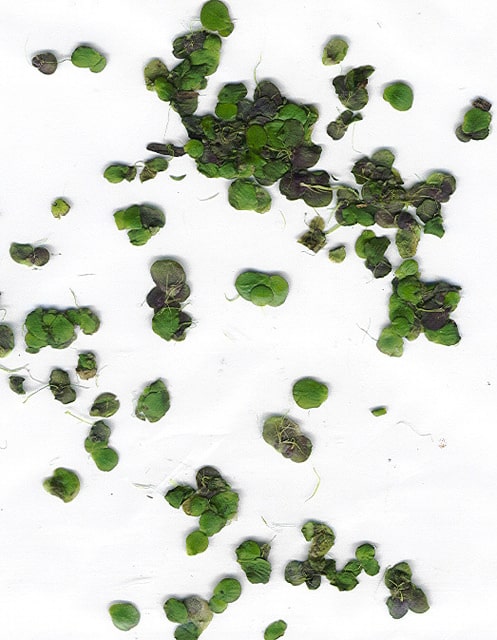 Lemnaceae