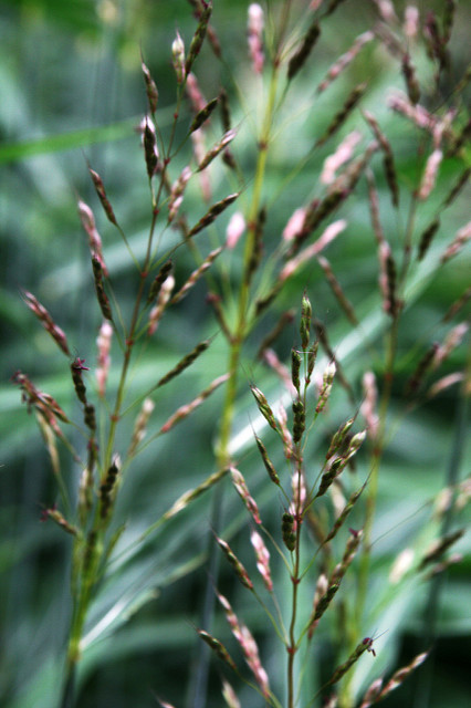 Spodiopogon sibiricus