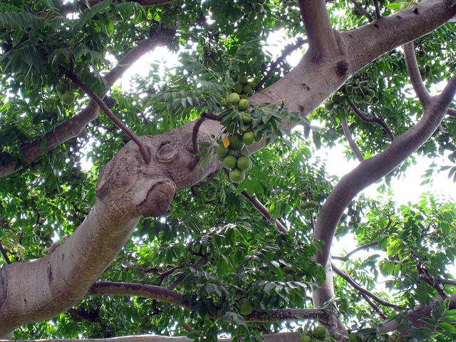 Arbre de cythère (Spondias dulcis)