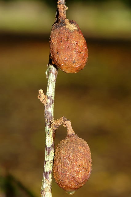 Prunier mombin (Spondias mombin)