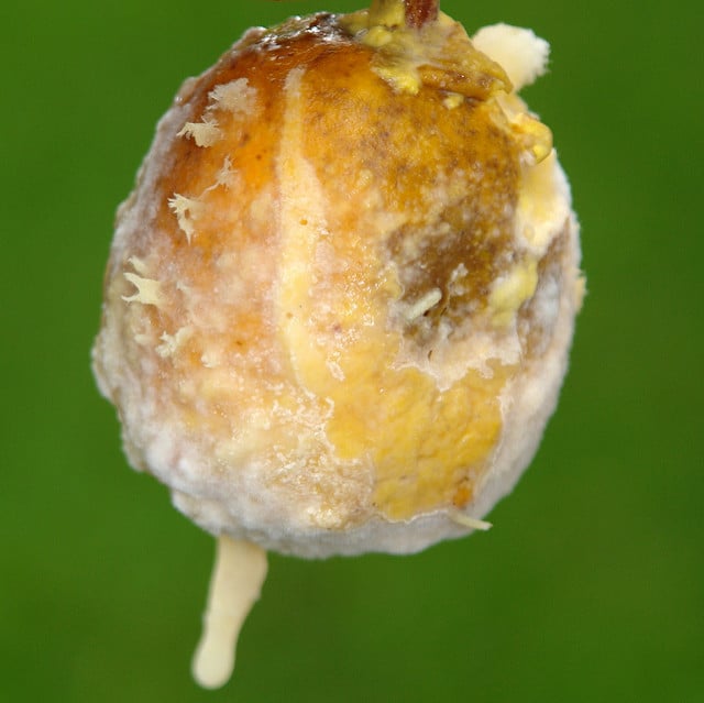 Prunier mombin