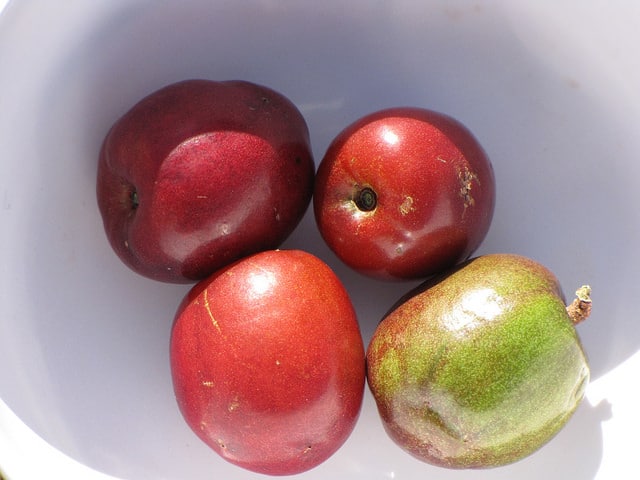 Mombin rouge