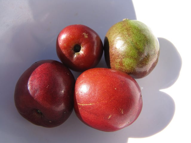 Mombin rouge (Spondias purpurea)