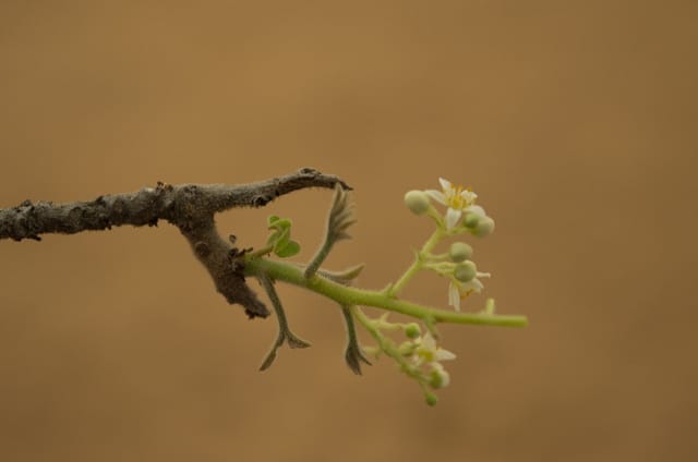 Prunier du brésil (Spondias tuberosa)