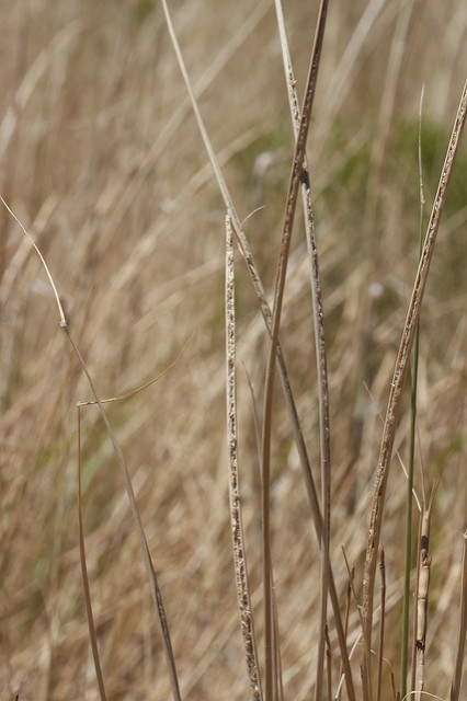Sporobolus contractus