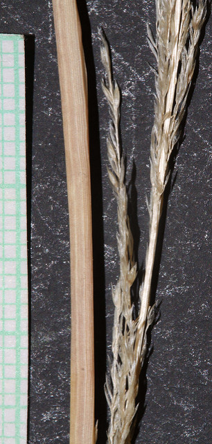 Sporobolus contractus