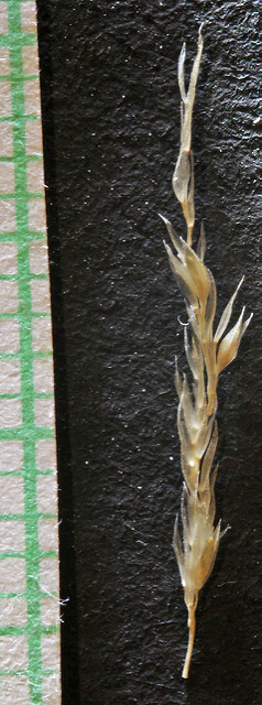 Sporobolus contractus