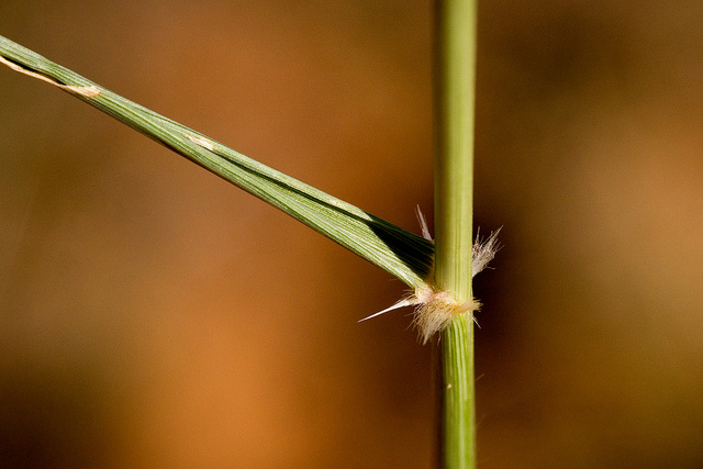 Sporobolus contractus