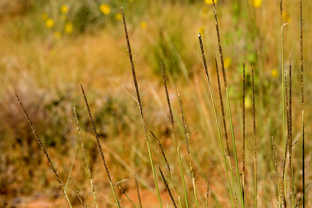 Sporobolus contractus