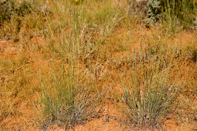 Sporobolus contractus (Sporobolus contractus)