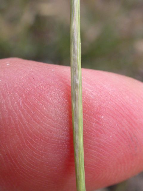 Agrostis cryptandra (Sporobolus cryptandrus)