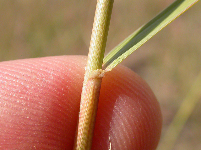Agrostis cryptandra