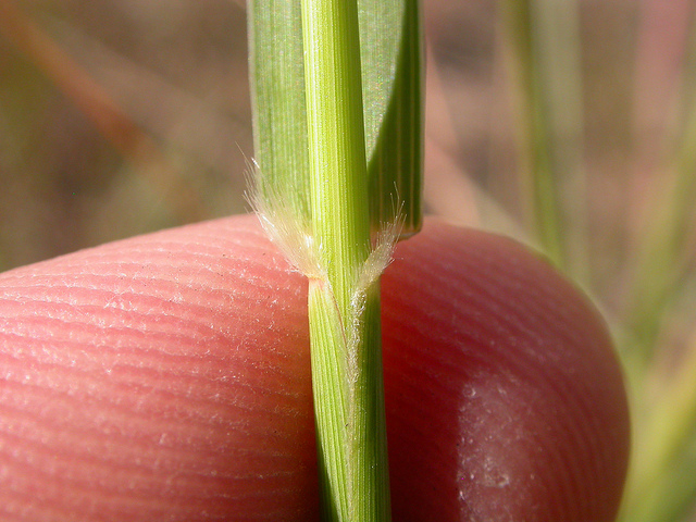 Agrostis cryptandra
