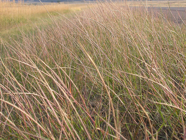 Agrostis cryptandra