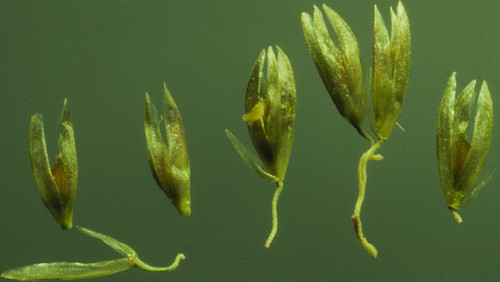 Agrostis cryptandra