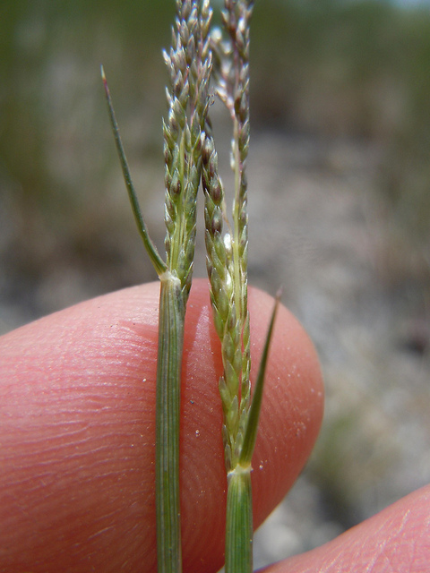 Agrostis cryptandra