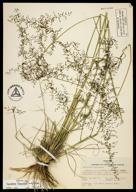 Sporobolus flexuosus