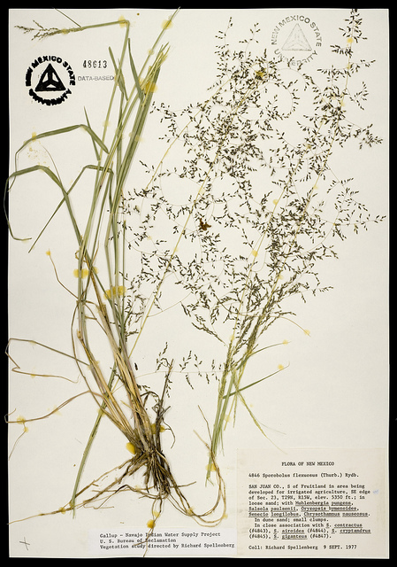 Sporobolus flexuosus