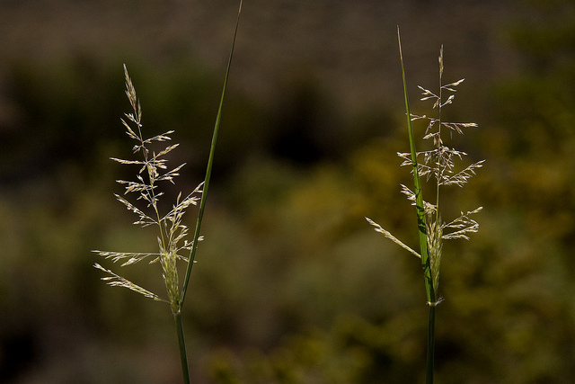 Sporobolus flexuosus