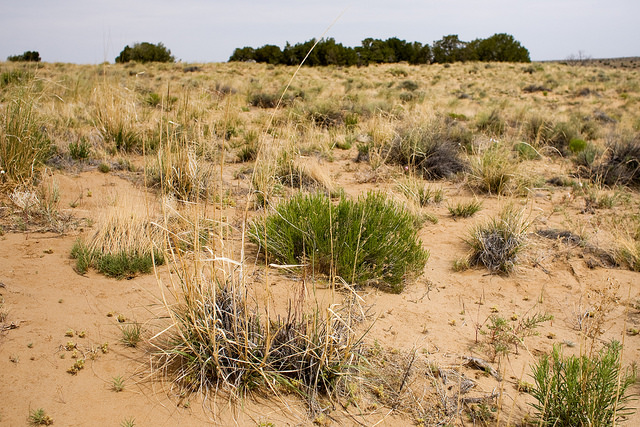 Sporobolus giganteus