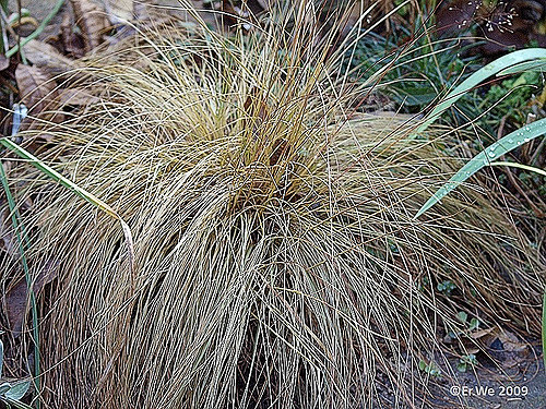 Sporobolus heterolepis (Sporobolus heterolepis)