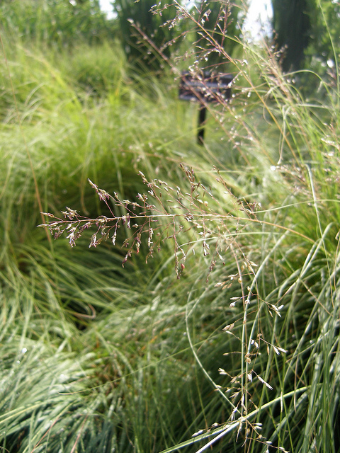 Sporobolus heterolepis