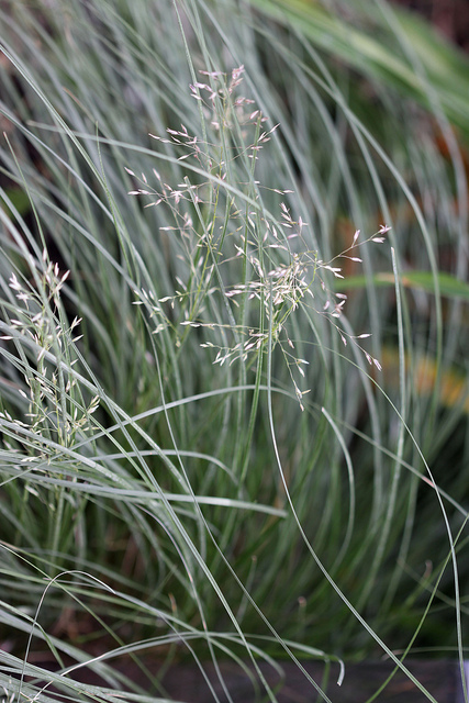 Sporobolus heterolepis