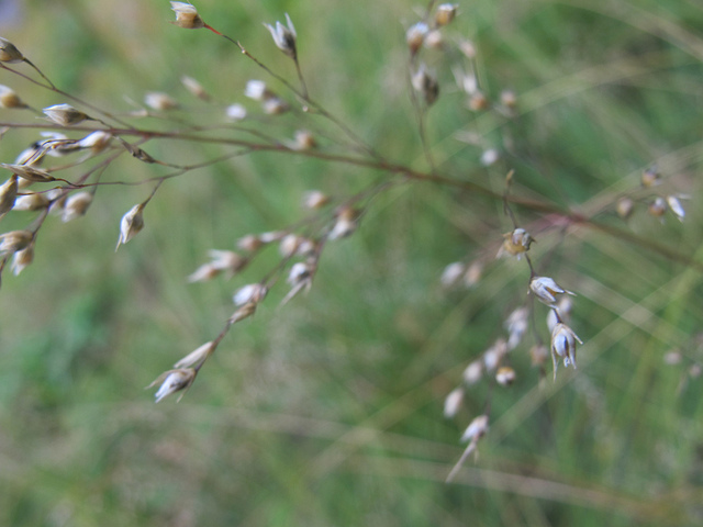 Sporobolus heterolepis