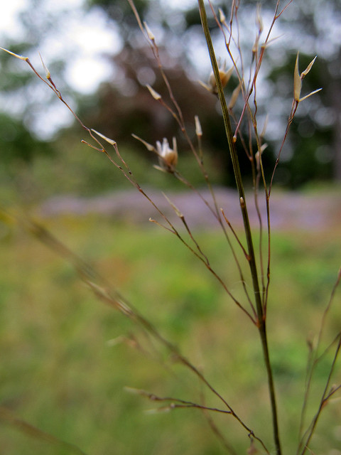 Sporobolus heterolepis