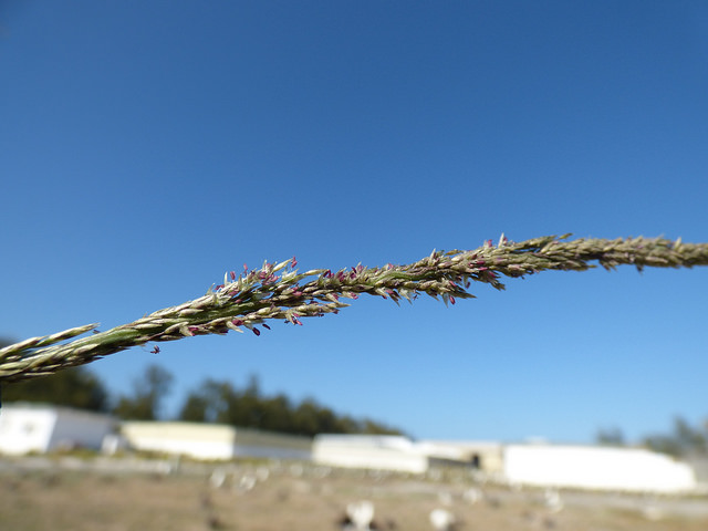Sporobole tenace (Sporobolus indicus)