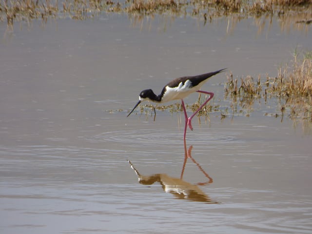 Sporobolus virginicus