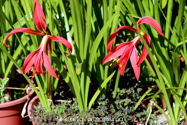 Lis saint-jacques (Sprekelia formosissima)