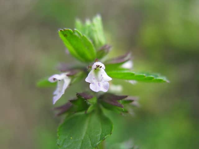 Épiaire des champs (Stachys arvensis)