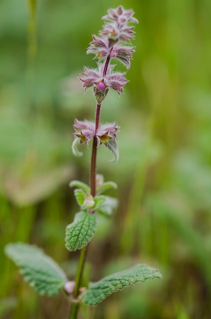 Stachys bullata (Stachys bullata)