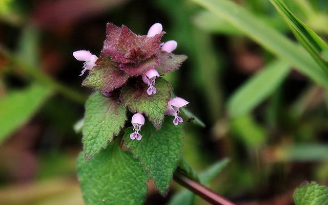 Stachys bullata