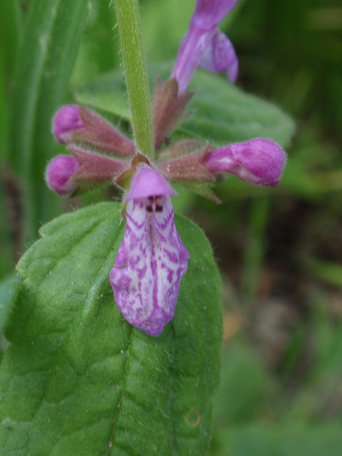 Stachys bullata