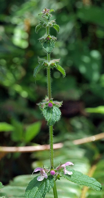 Stachys bullata