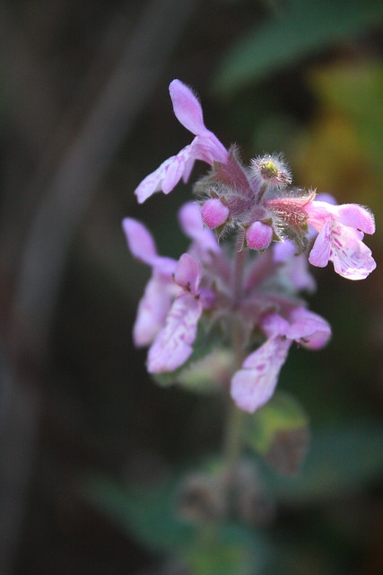 Stachys bullata