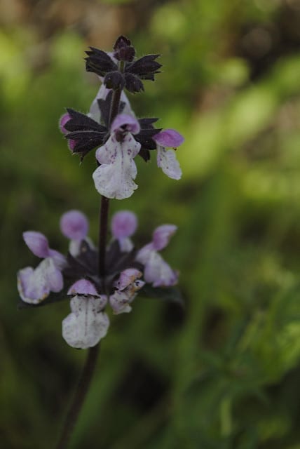 Stachys bullata