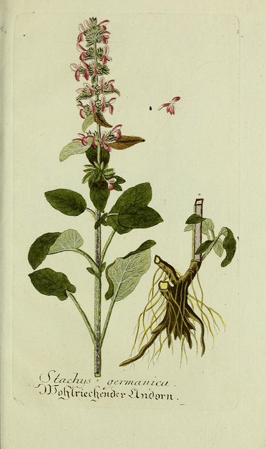 Épiaire blanche (Stachys germanica)