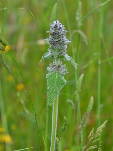 épiaire blanche