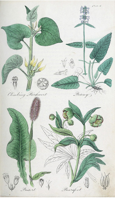 épiaire officinale