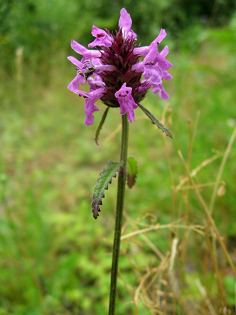épiaire officinale