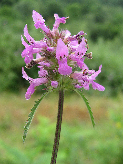 épiaire officinale