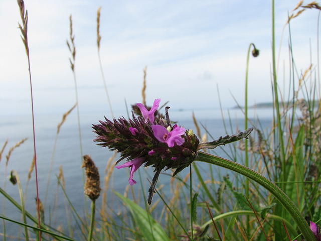 épiaire officinale