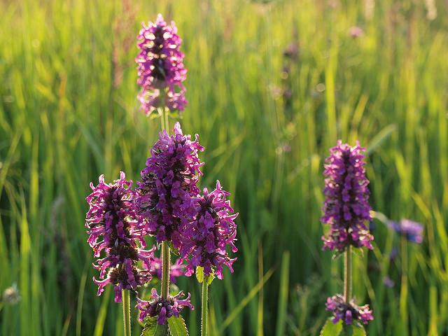 épiaire officinale