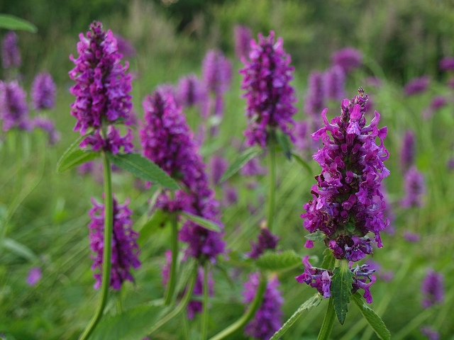 Épiaire officinale (Stachys officinalis)