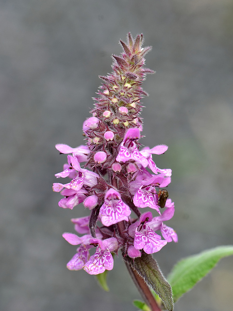 Épiaire des marais (Stachys palustris)